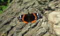 2009_10_17-Schmetterling-Admiral-2009_09_24-002-web