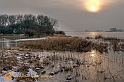Elbe--Hochwasser-Fuchs-2012_01-29-030
