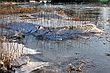 2012_02_01-Parey-Elbe-Eis_nach_Winterhochwasser-007