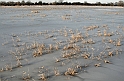 2012_02_01-Parey-Elbe-Eis_nach_Winterhochwasser-011