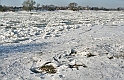 2012_02_06-Parey-Elbe-Eisformen_nach_Winterhochwasser-001