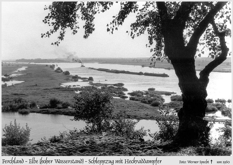 022-Ferchland-historisch-Heckraddampfer_mit_Schleppzug-um_1960.jpg