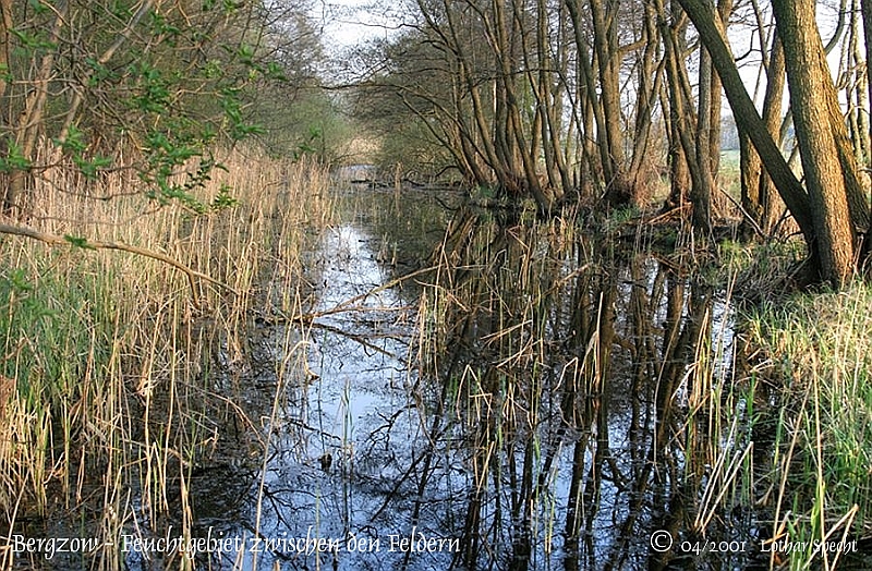01800-Bergzow-Feuchtgebiet-2011_04_17.jpg