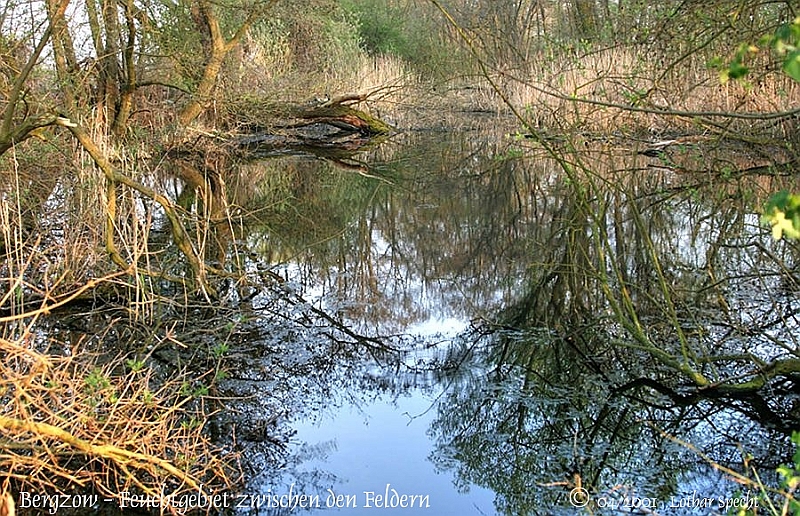 02100-Bergzow-Feuchtgebiet-2011_04_17.jpg