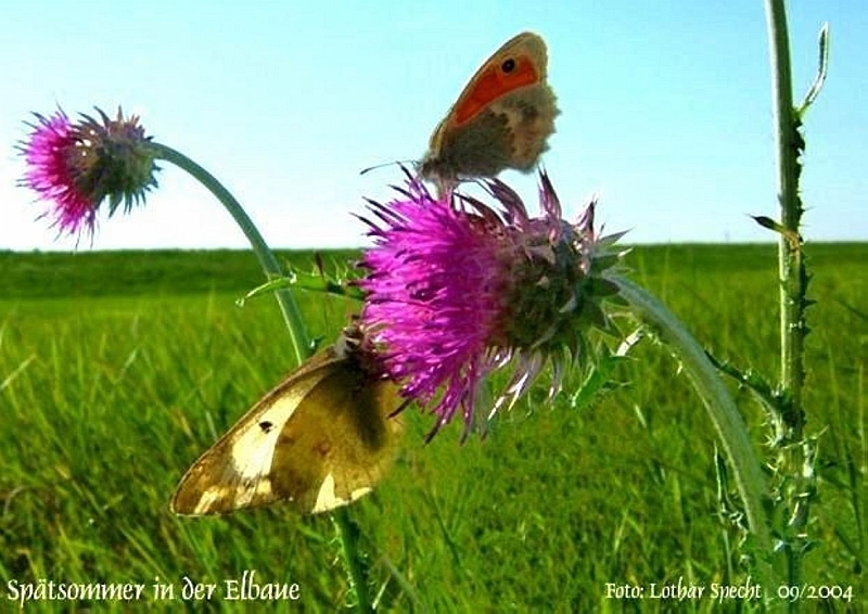 Elbaue-Distel-Schmetterlinge-2004-09-001.jpg