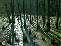 Plauer_See-Altweibersommer-2001-044-Sumpfwald
