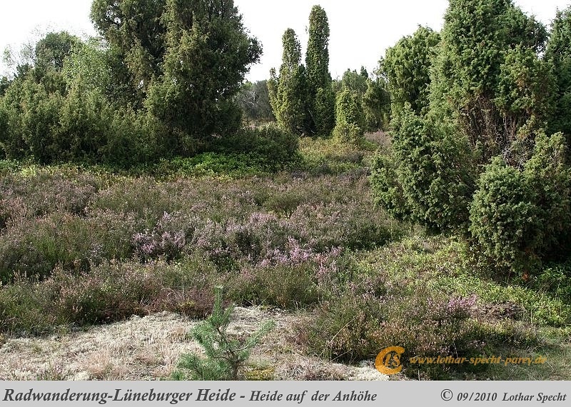 026-Lueneburger_Heide-2010_09_12.jpg