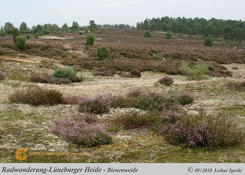 030-Lueneburger_Heide-2010_09_11.jpg