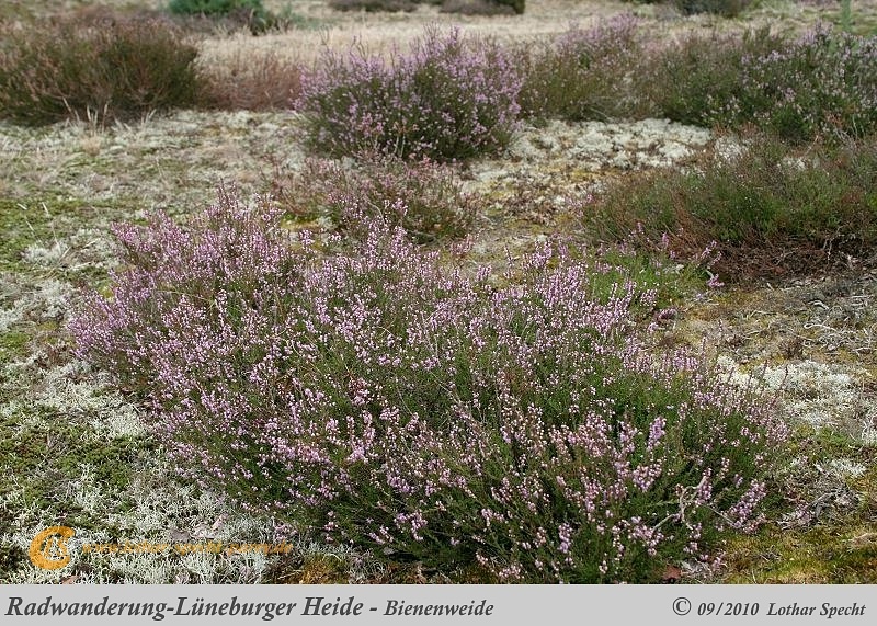 031-Lueneburger_Heide-2010_09_11.jpg