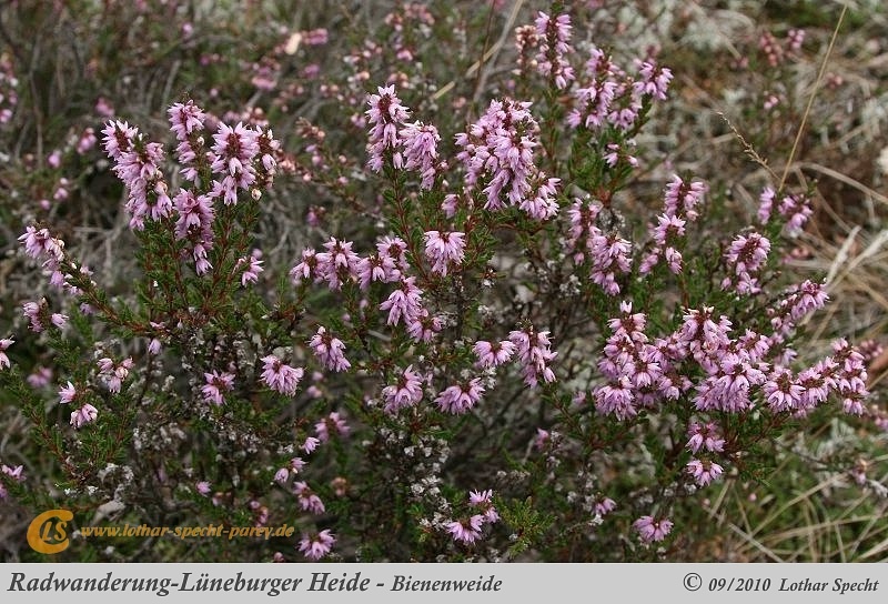 032-Lueneburger_Heide-2010_09_11.jpg