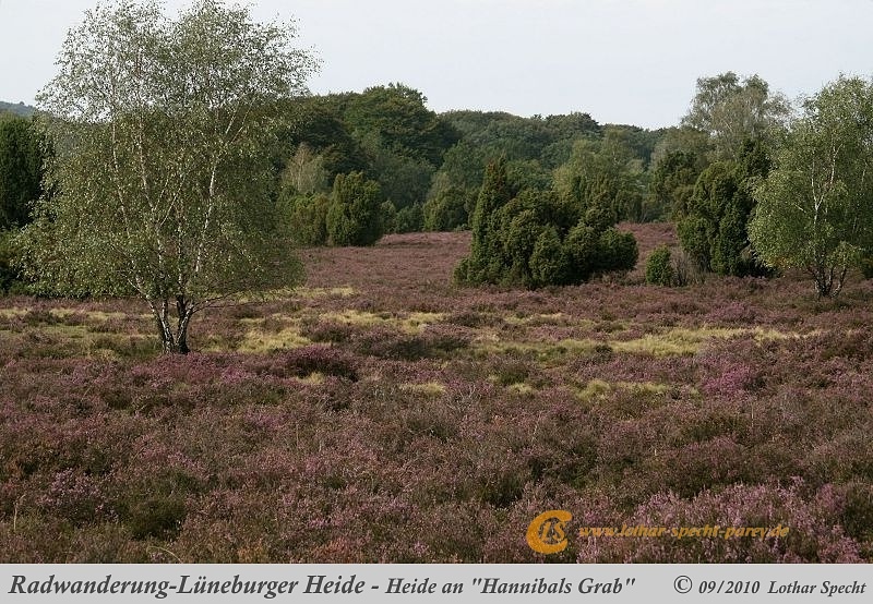 037-Lueneburger_Heide-2010_09_12.jpg