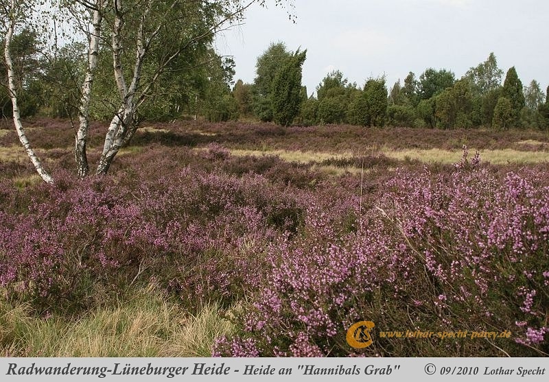 039-Lueneburger_Heide-2010_09_12.jpg