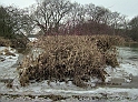 2011_02_02-020-Parey-An_der_Elbe-Winter-Hochwasser