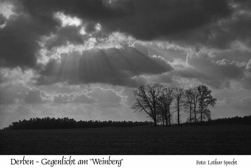 Derben-Weinberg-Baeume-Wolken-Gegenlicht.jpg