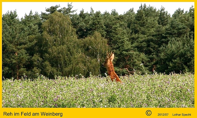 017-Reh_im_Futter-2012_07_08.JPG