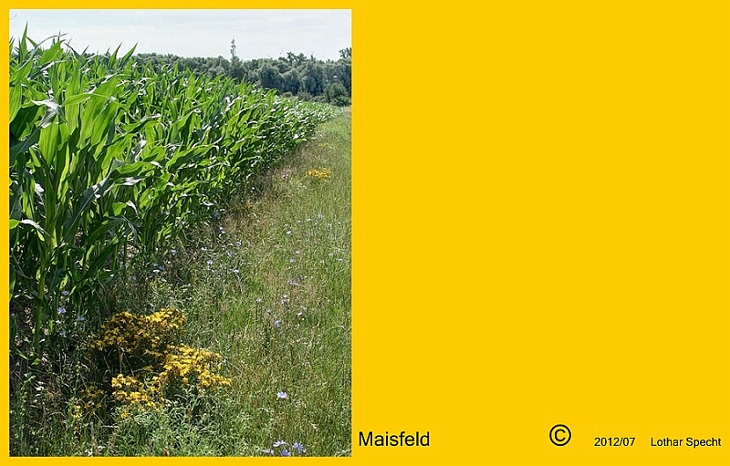 019Feldweg-Mais-Blumen-2012_07_08.jpg