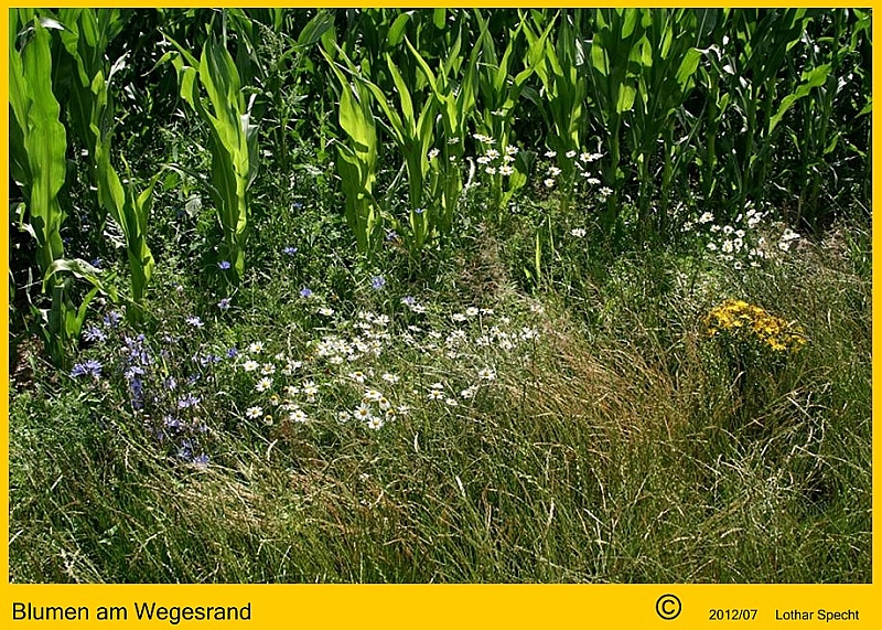 021-Feldweg-Mais-Blumen-2012_07_08.JPG