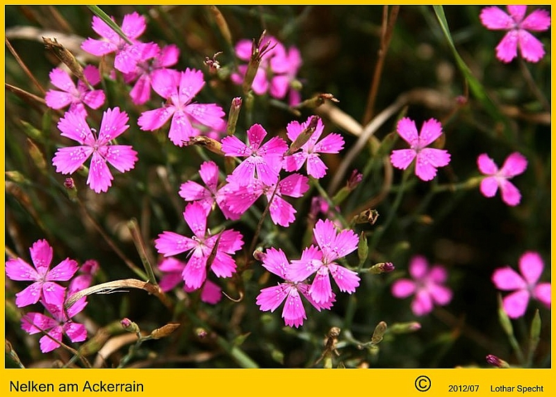 022-Feldweg-Nelken-2012_07_08.JPG